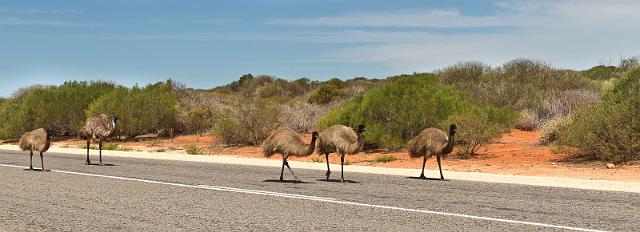 062 Shark Bay, monkey mia, emoes.jpg